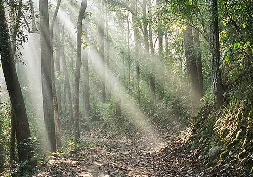 jim corbett national park