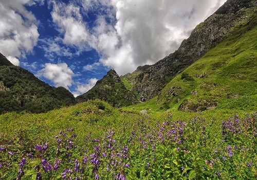 Valley Of Flowers
